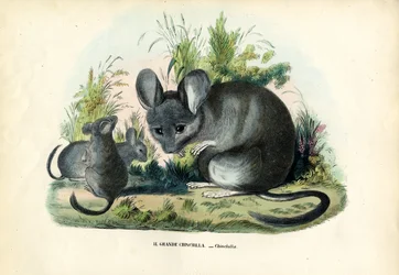 Chinchilla, 1863-79